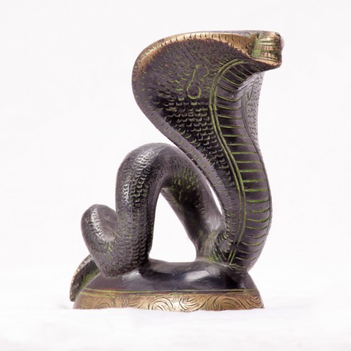 Indian Spectacled Cobra